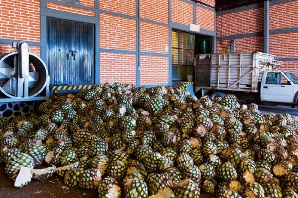 Sale messicano di vermi secchi (150 g) in flacone di vetro per mezcal, tequila e salse.