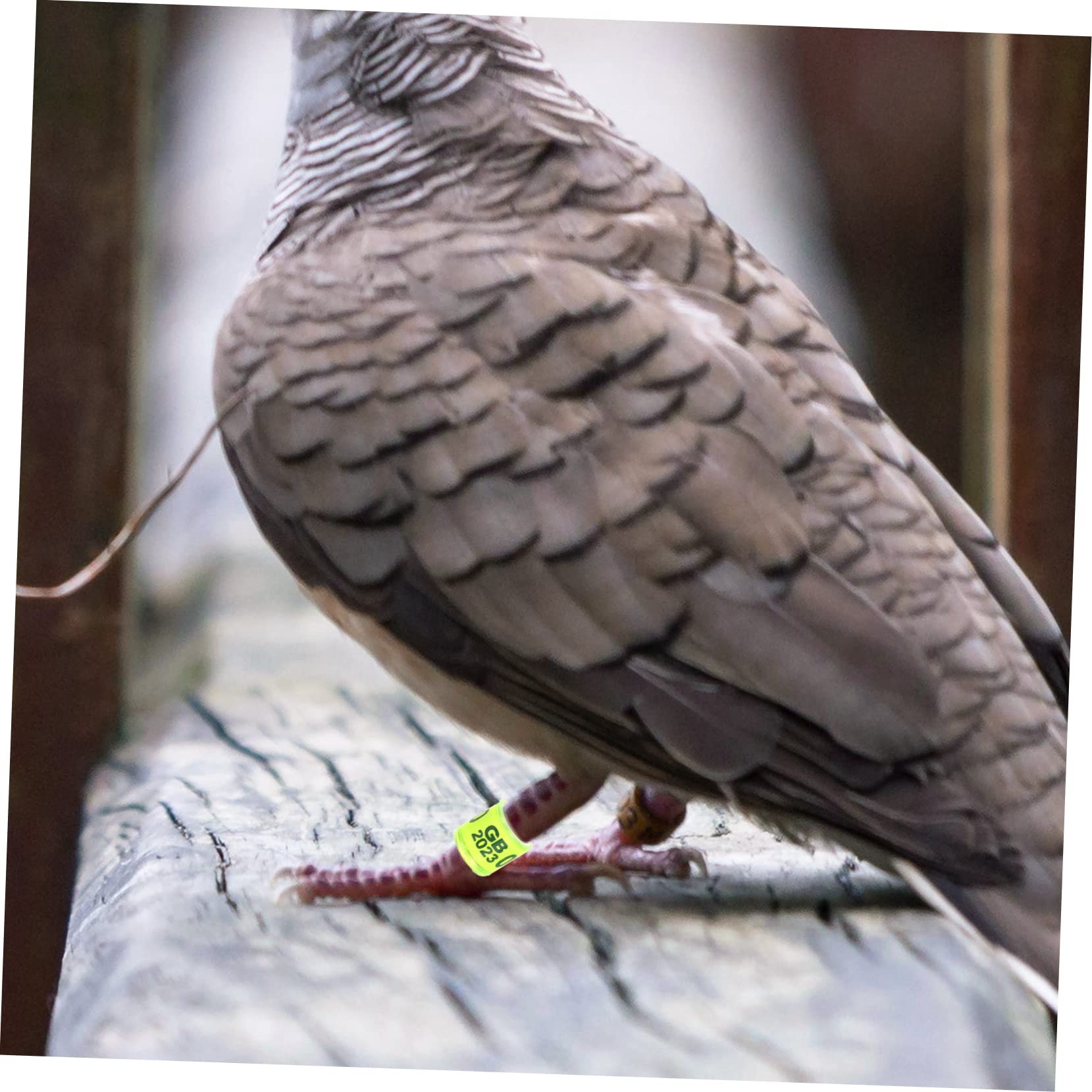 BESPORTBLE 400piezas Anillos De Identificación para Pájaro Anillas De para Palomas De Suministros para Distinción De Aves