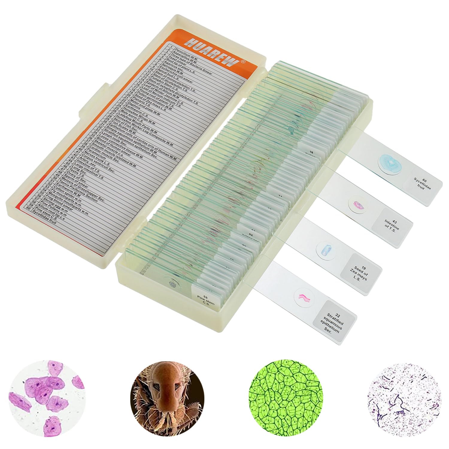 Lames Microscope pour Enfant 60 Pcs échantillons biologiques plantes insectes cellules humaines préparations permanentes