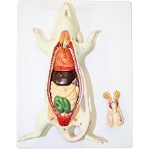 Walter Products B10601 Rat Dissection Model