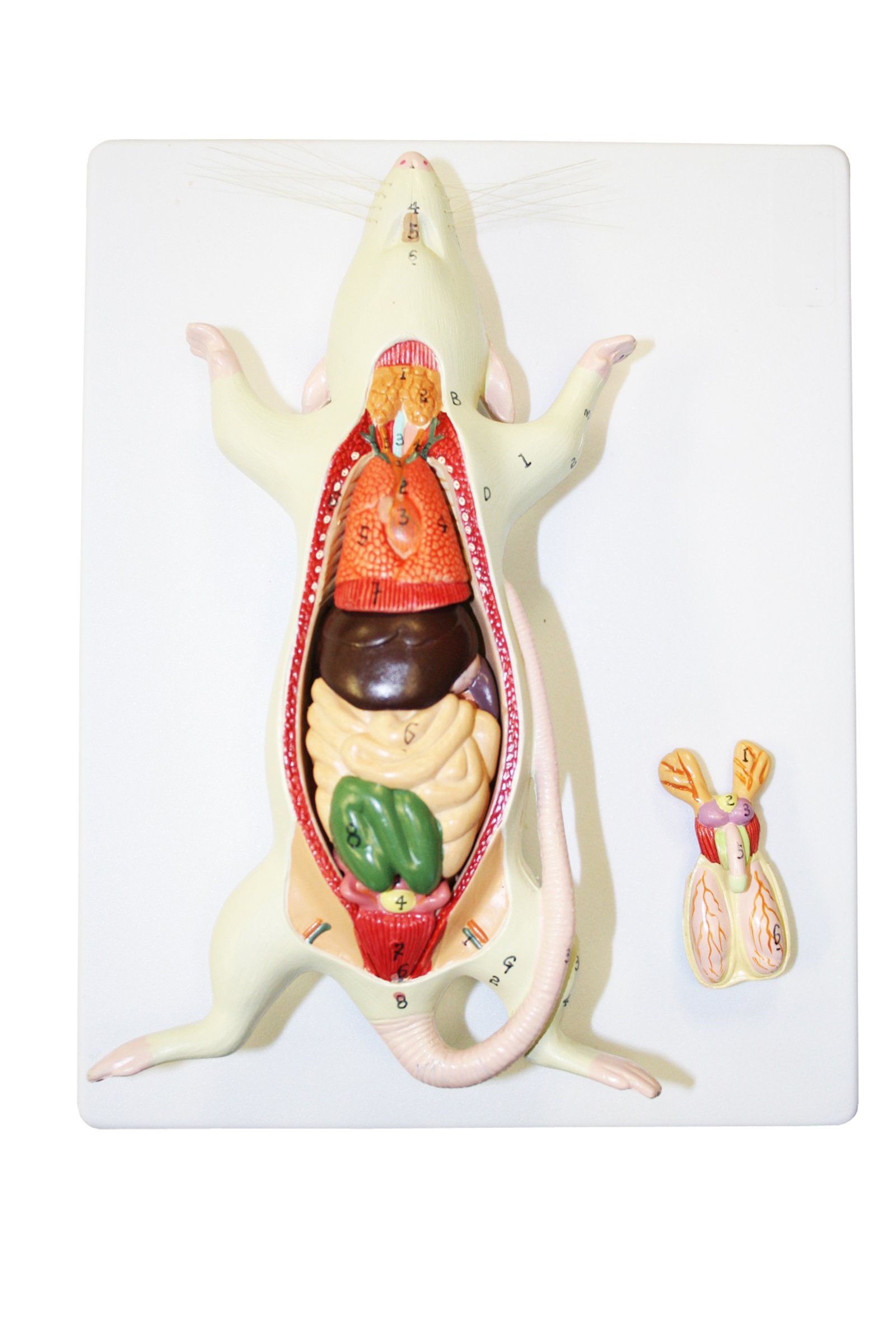 Walter Products B10601 Rat Dissection Model: Amazon.com