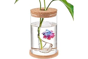 Tranquil Haven for Your Beta: Transparent Mini Aquarium