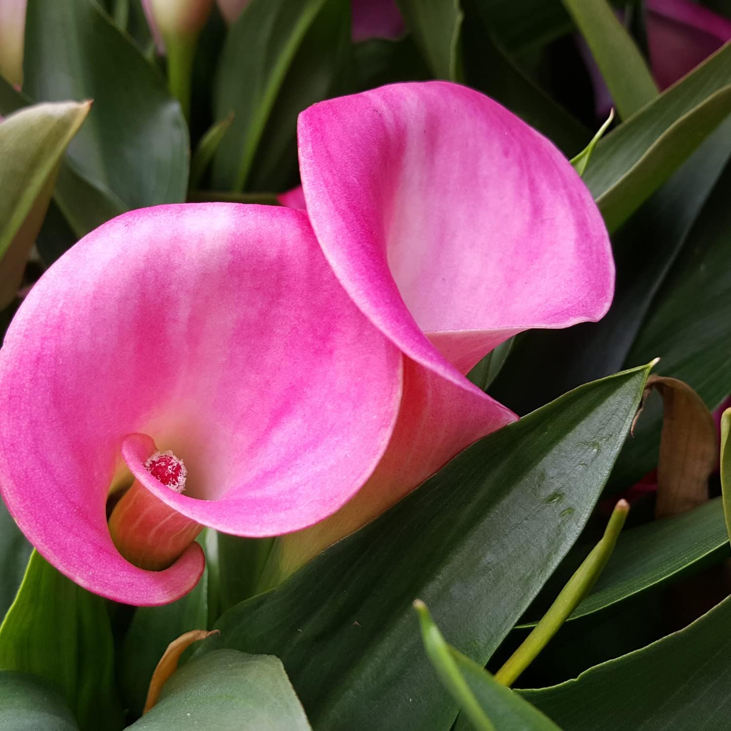 Calla Lily House Plant Live Plants (4 Pack), Pink Flowers for Delivery Prime, Fresh Flowers Calla Lily Bulbs Indoor Plants Live Houseplants, House Plants Indoors Live Real Flowers by Plants for Pets
