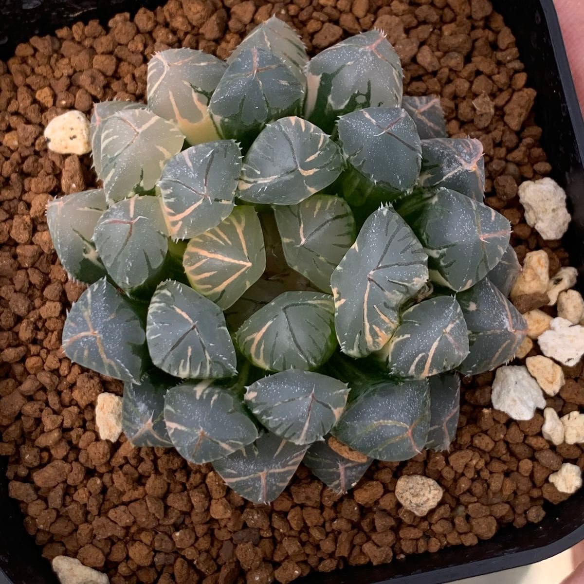 多肉植物 ハオルチア オブツーサ錦 赤斑 赤い鳥 斑無 多肉植物