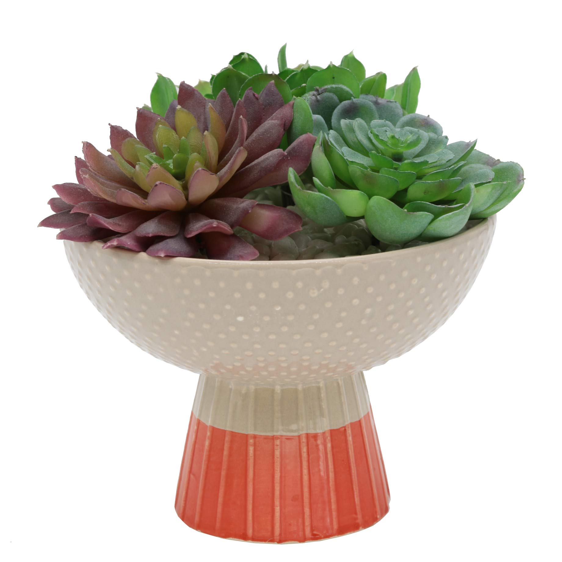 Flora Bunda Succulent Mix in Two Tone Bowl Ceramic Planter,Beige/Orange