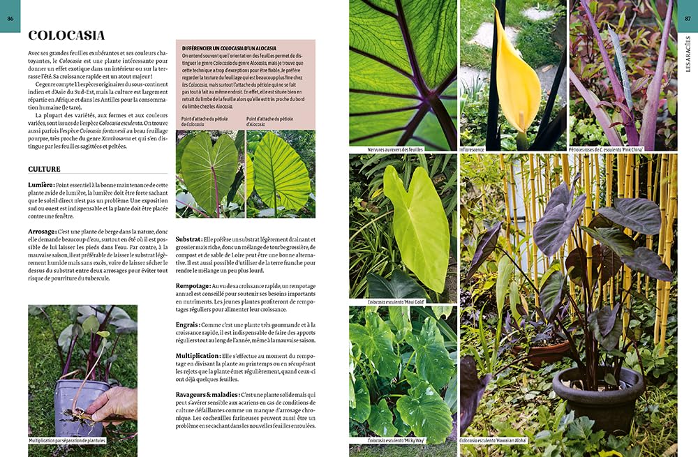 Encyclopédie des plantes d'intérieur: 500 plantes, des plus classiques aux plus insolites - Les choisir, les entretenir, les soigner - Les mutiplier et agrandir sa collection