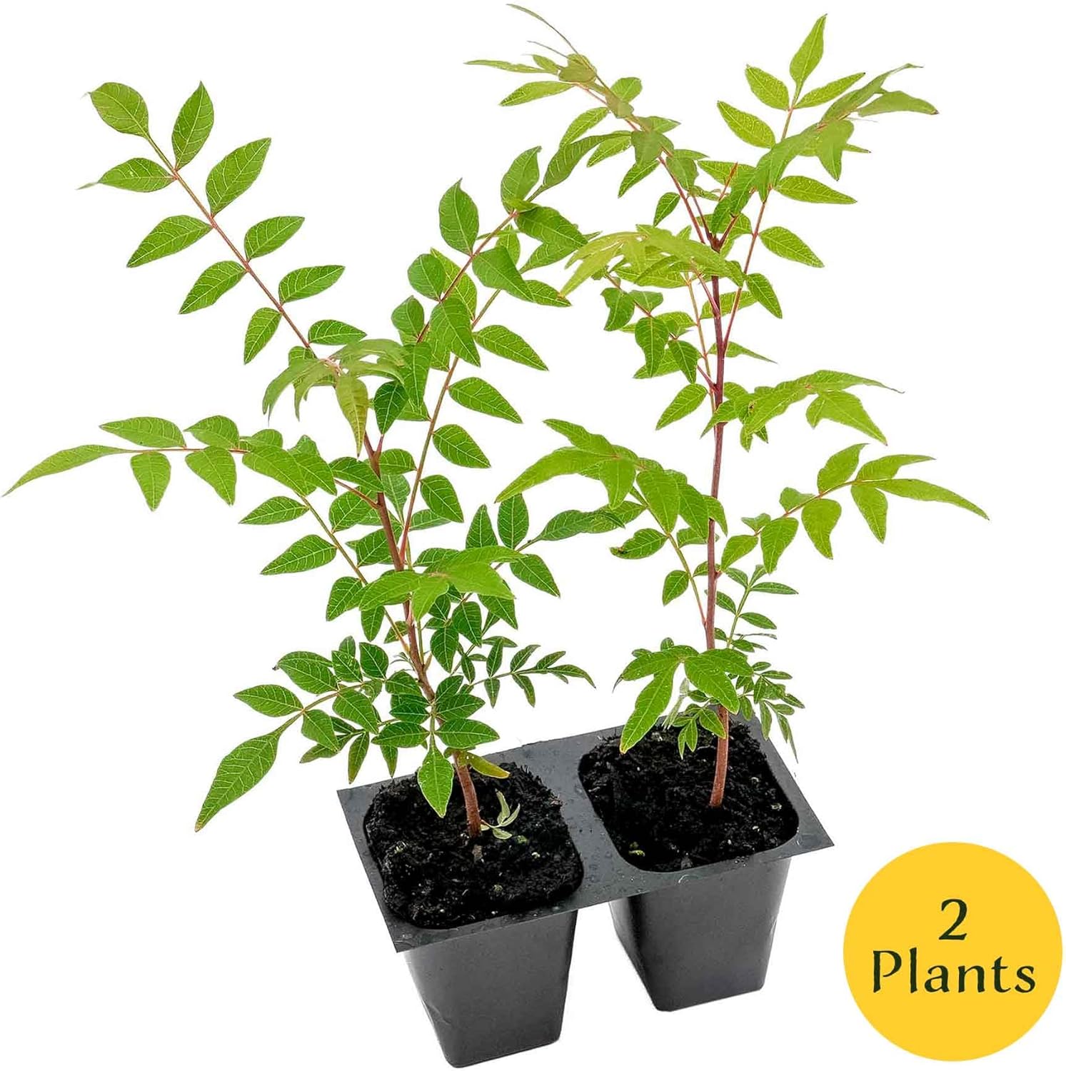 2 Dormant Chinese Pistache Tree Saplings (Pistacia chinensis) | Deciduous Ornamental Shade Tree with Fall Color & Upright Growth | 2.5” Nursery Cubes, Ready-to-Plant Live Starter Plants