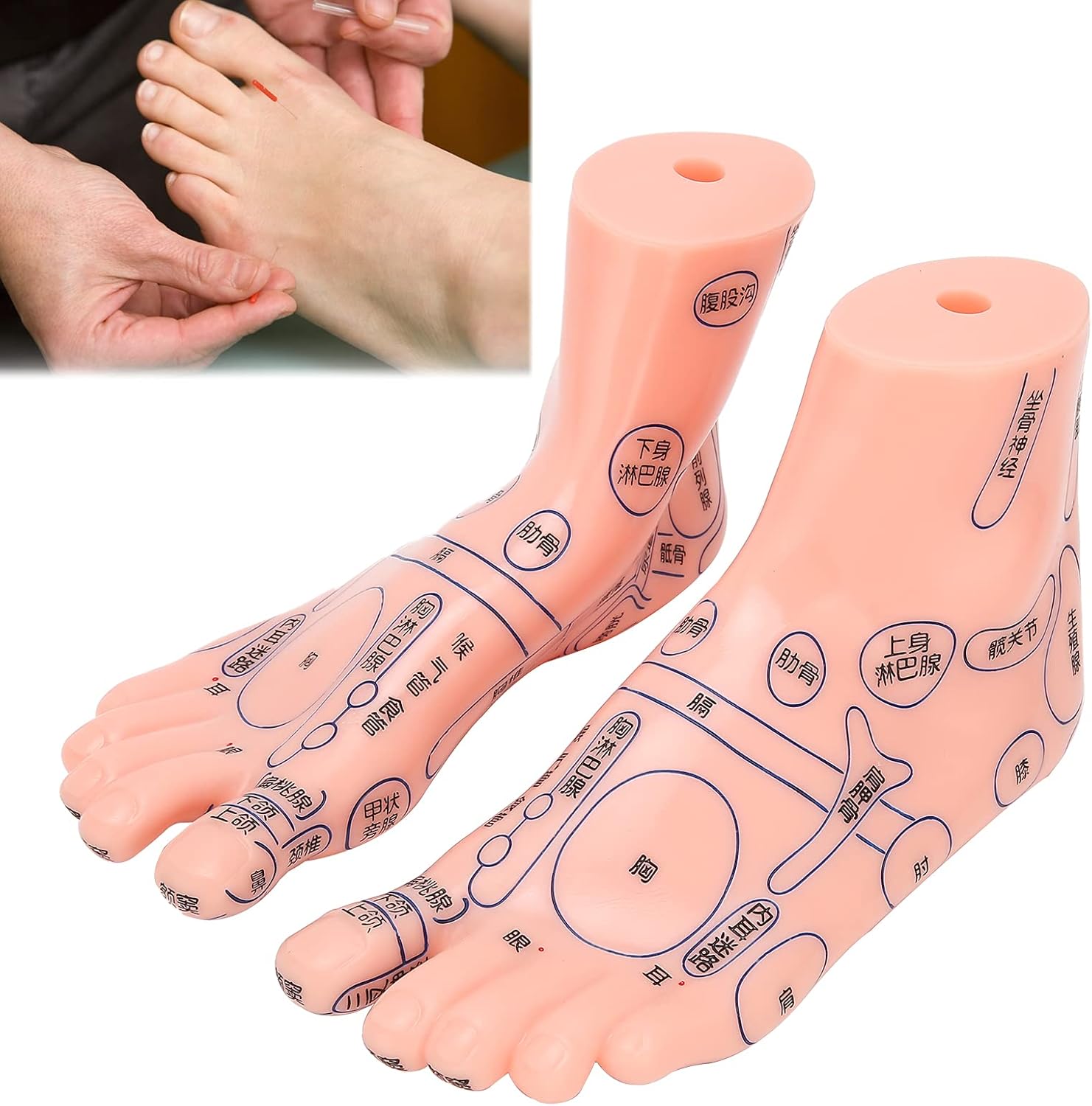 Foot Acupuncture Model, Human Feet Reflexology Acupuncture Point Massage Model Teaching Aids Lab School Supplies