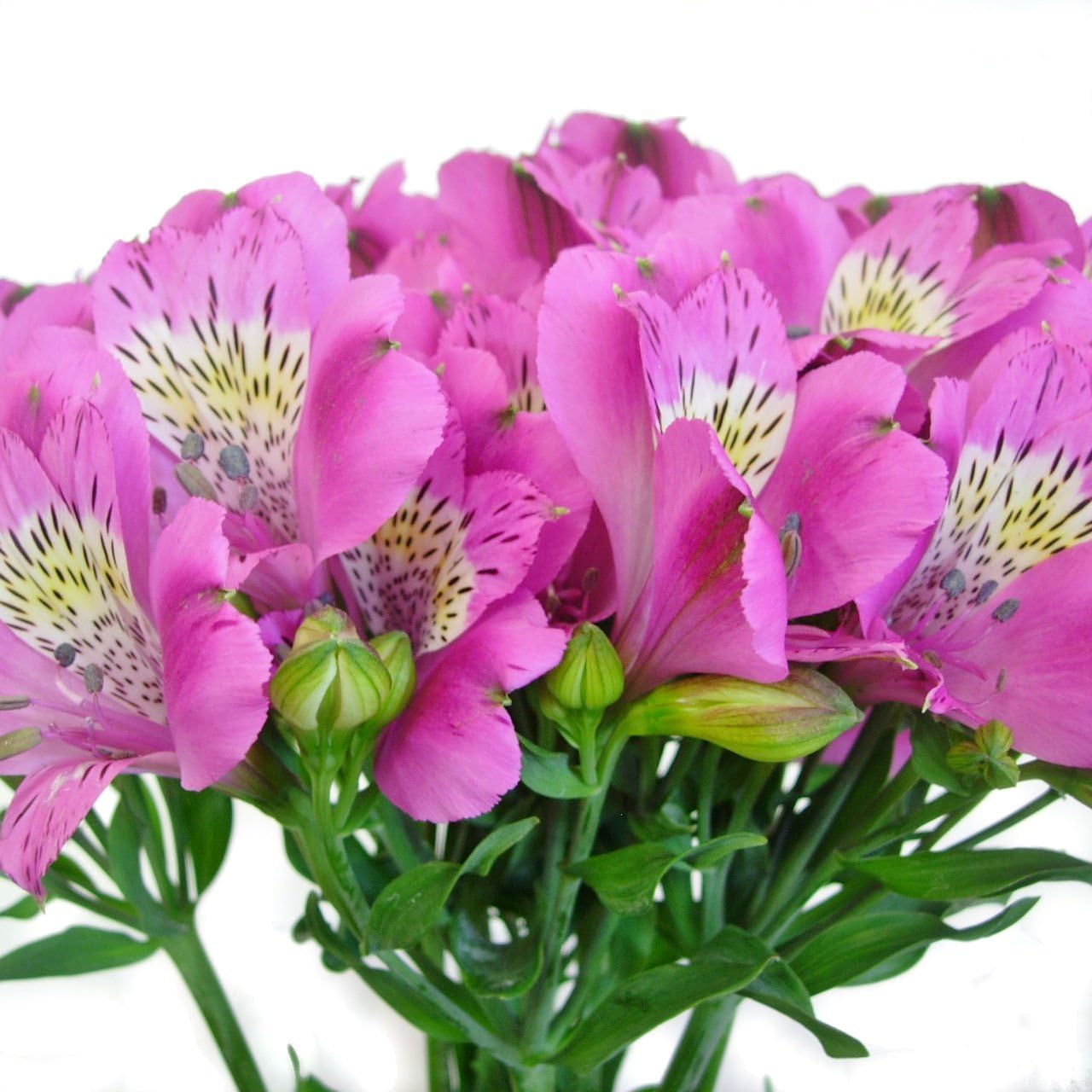 Amazon Co Jp アルストロメリア 切花 一級品 70cm 花5個 蕾5個付き 10本入り 紫 ホーム キッチン