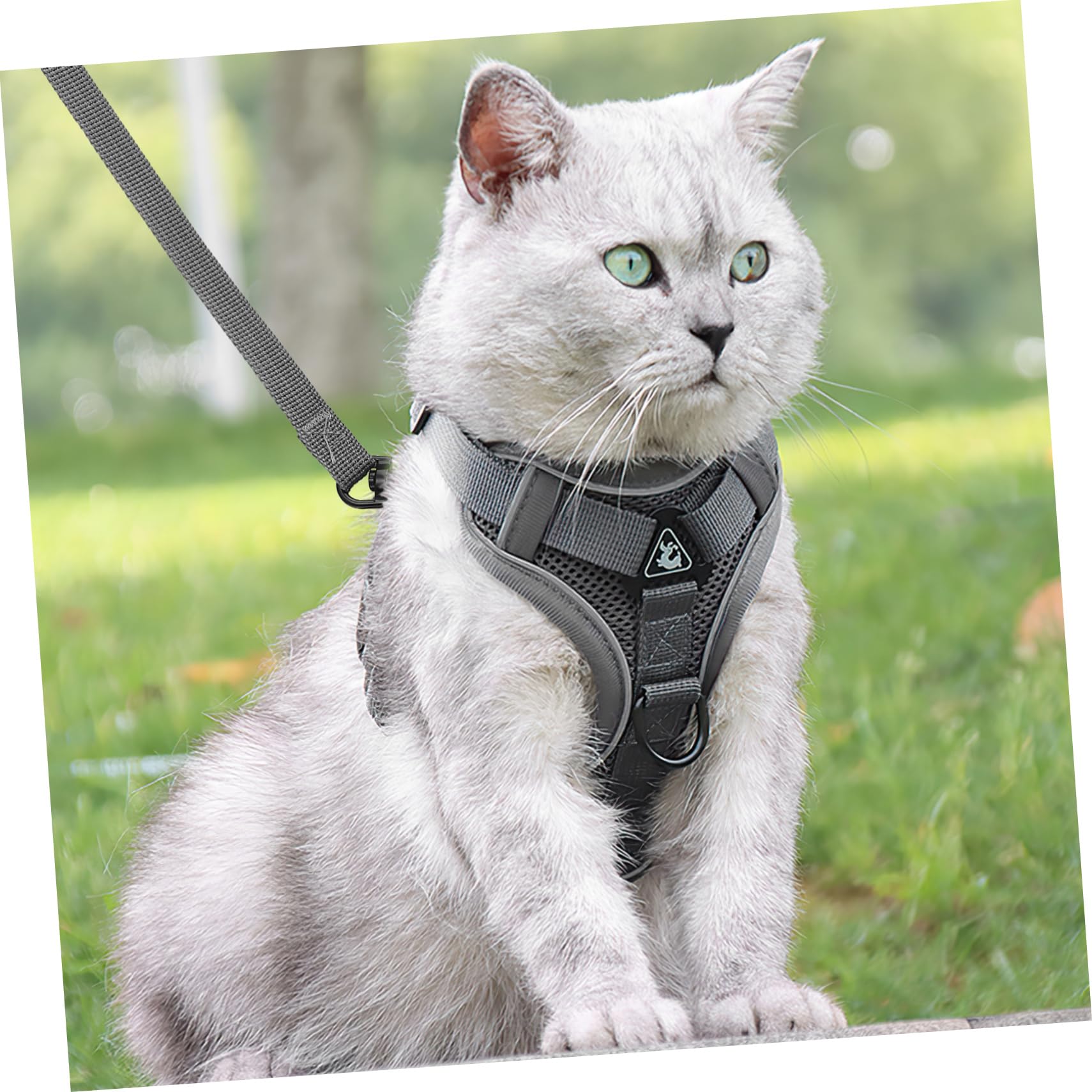 Kisangel 3stücke Puppy Für Kleine Hunde Und Katzen Verstellbares Und Reflektierendes Geschirr Mit Für Sicheres Und Bequemes Gassigehen Im Freien Atmungsaktiv Elastisches Design