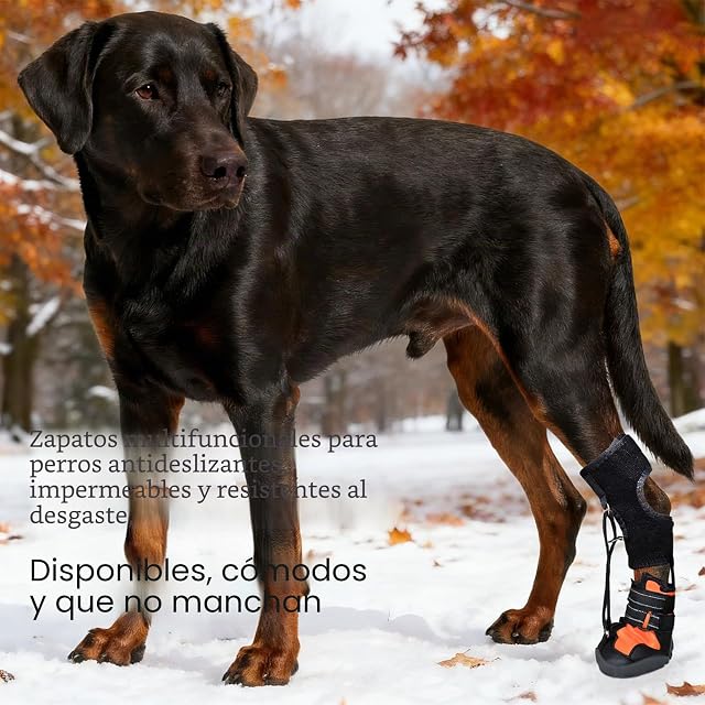 Foto 8 de 8 de Zapatos correctivos para perros Pitadue con carrete para arrastrar las patas