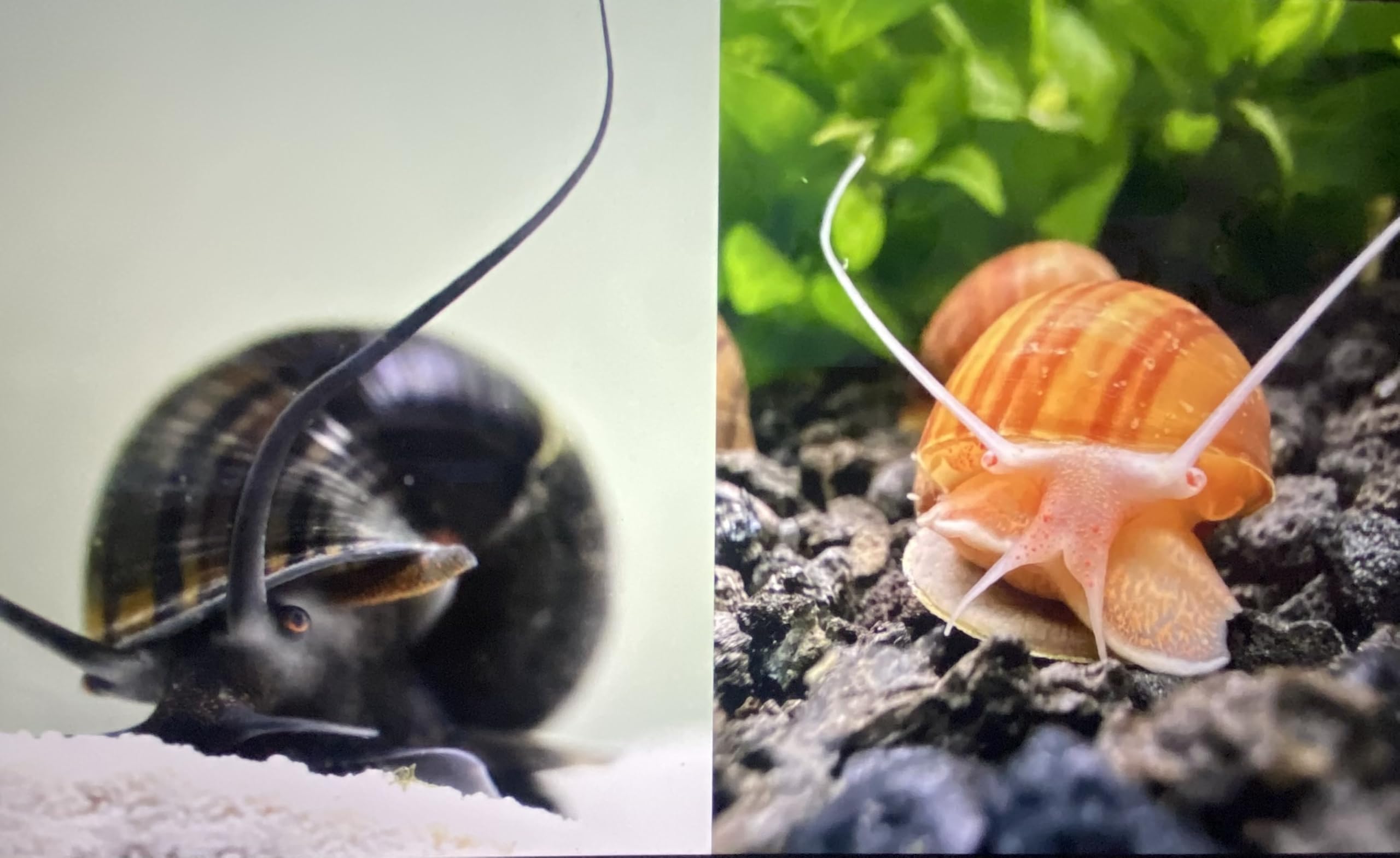 2 x Mystery Snails Chestnut & Brown/Black Mystery Snails Aquarium Live