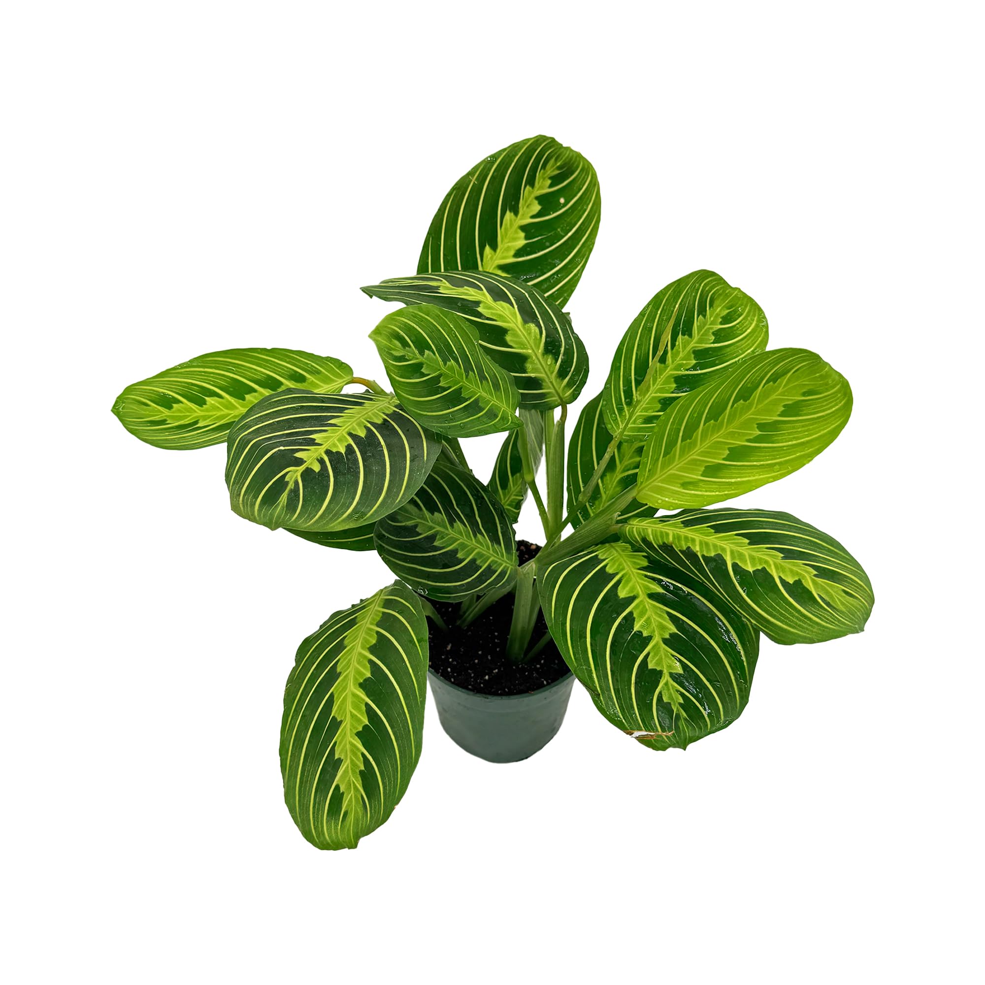 Lemon-Lime Prayer Plant