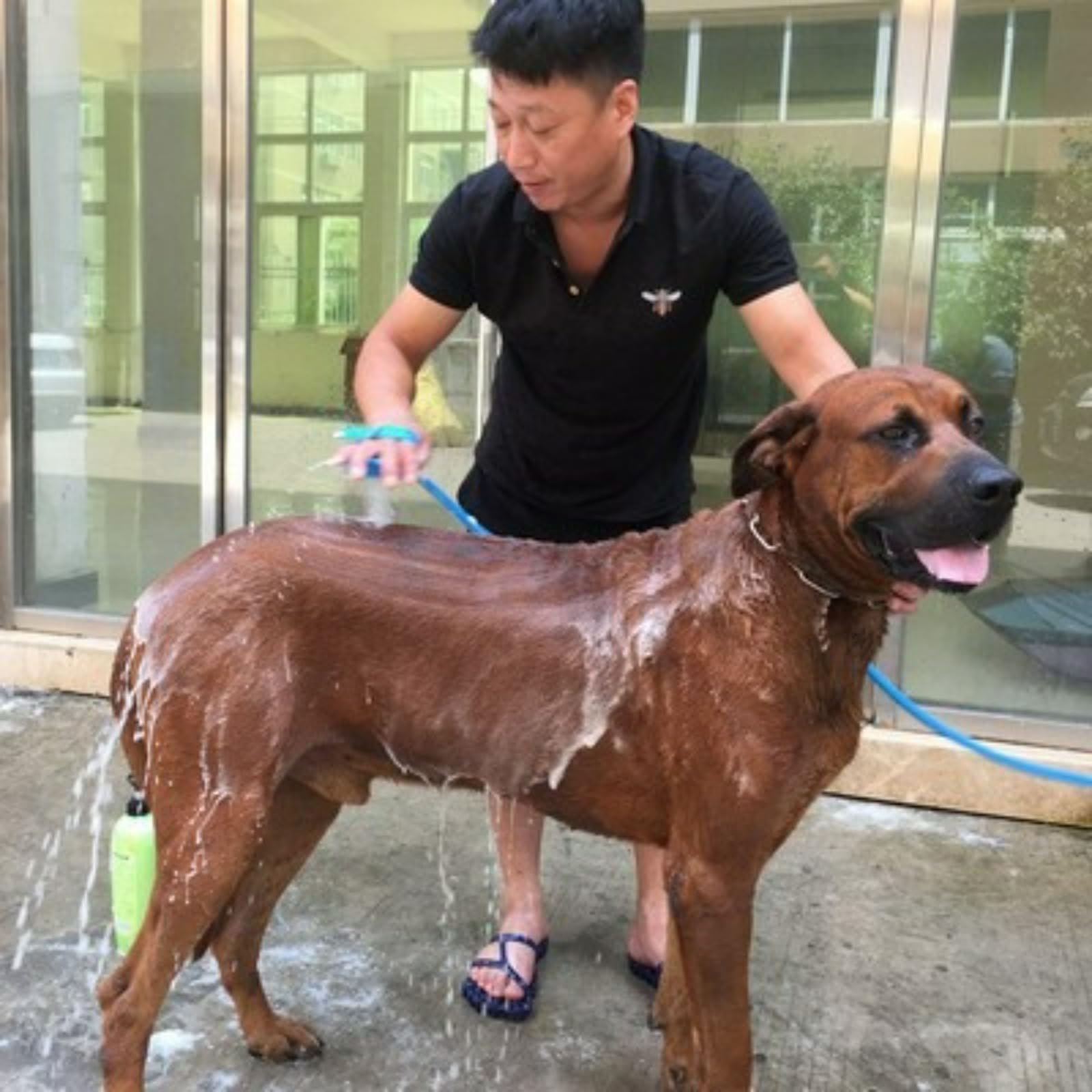 Cepillo de baño 2 en 1 para mascotas con rociador de ducha, nodos de masaje de silicona flexible, herramienta de lavado de mascotas con manguera universal y control de flujo de agua para perros y