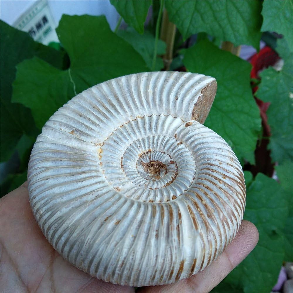 LIXUAN 1 PC Natural Ammonite Fossil Specimen Collection Fossil