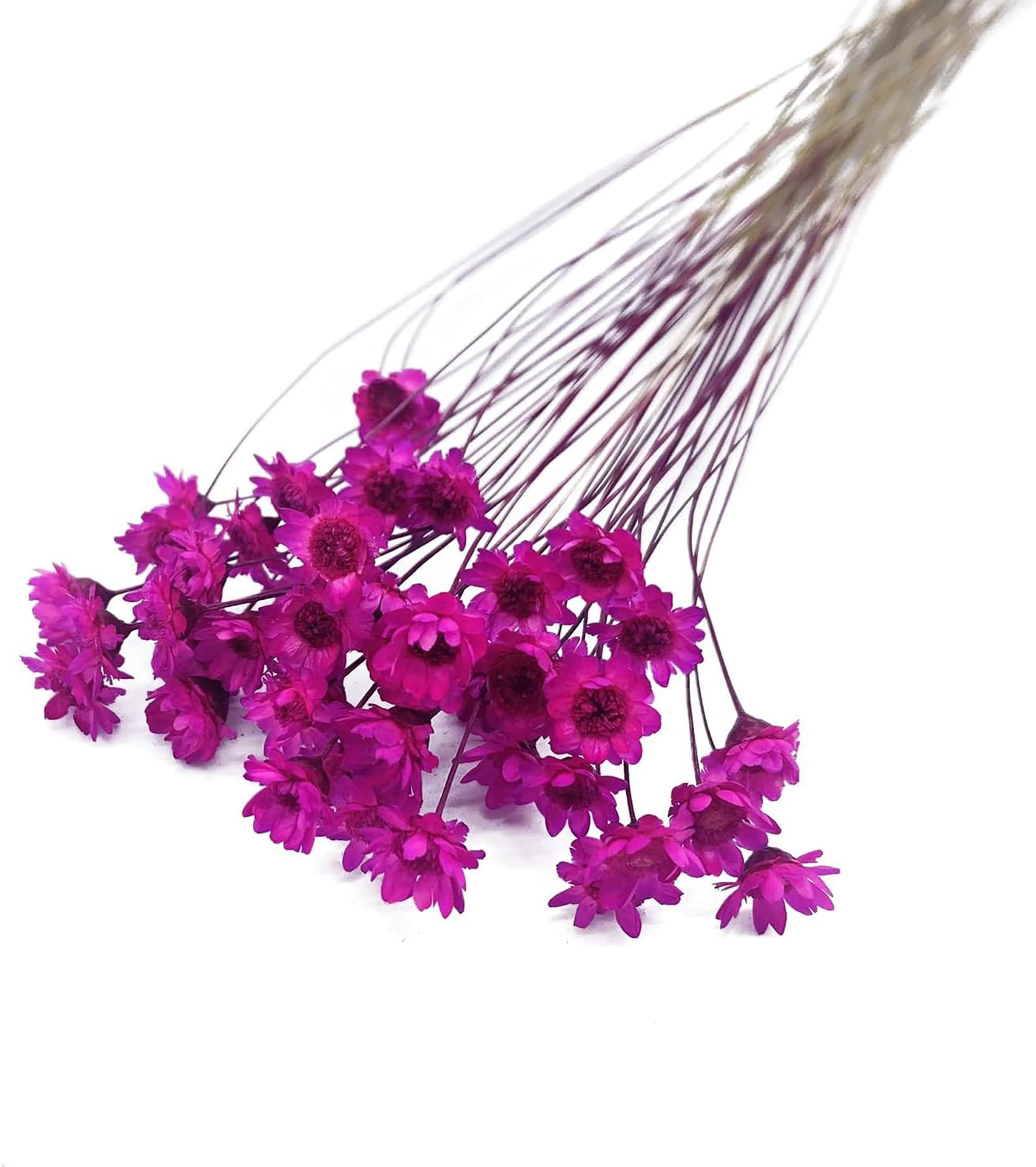 100 Stems Natural Dry Flowers Brazilian Small Star Daisy Decorative Dried Flowers Mini Daisy Chamomile Bouquet for Wedding Floral Arrangements Home Decorations (Red)