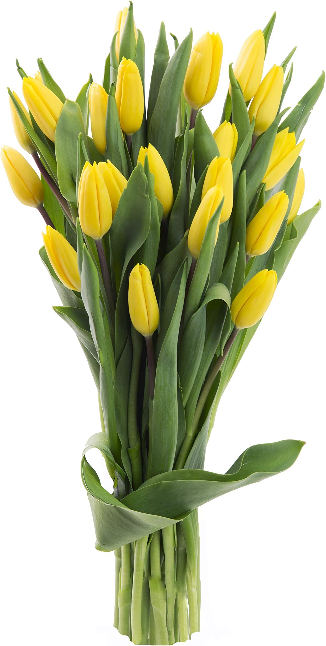 Blooms2Door PRIME NEXT DAY DELIVERY - Spring Easter Collection - - 20 Yellow Tulips .Gift for Birthday, Sympathy, Anniversary, Easter, Thank You, Valentine, Mother’s Day Fresh Flowers
