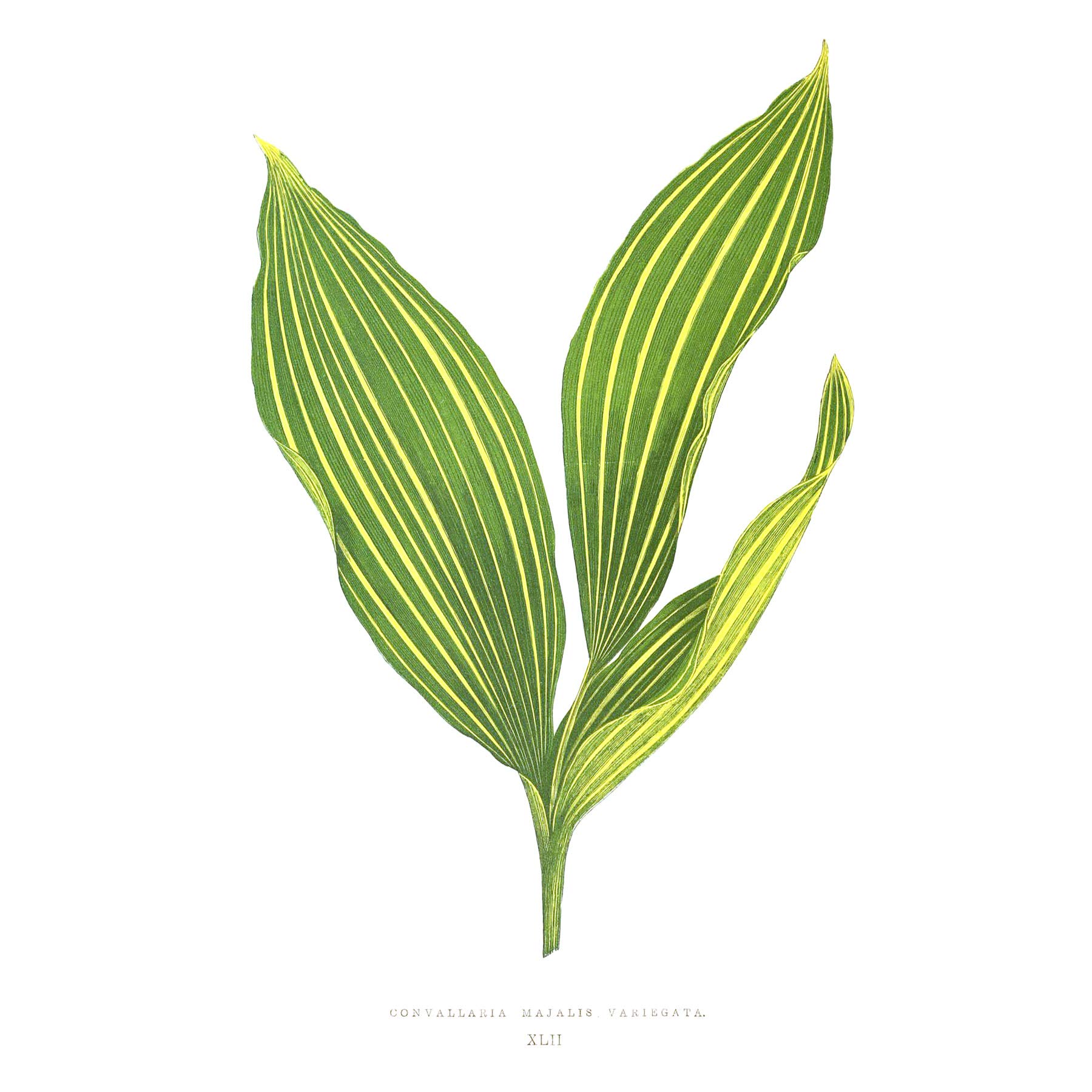 Wee Blue Coo Leaf Convallaria Majalis Variegata Art Print Poster Wall Decor