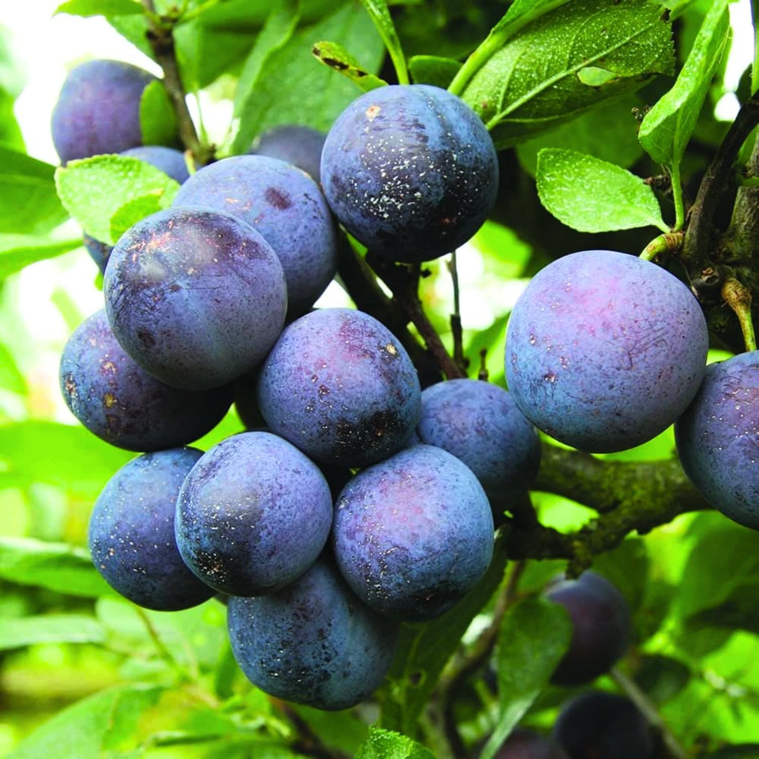 Dark Purple Plum Tree 6-15 Inch Tall, Hardy Plum Fruit Tree for Planting, Bareroot Dormant Fruit Tree for Outdoor Planting