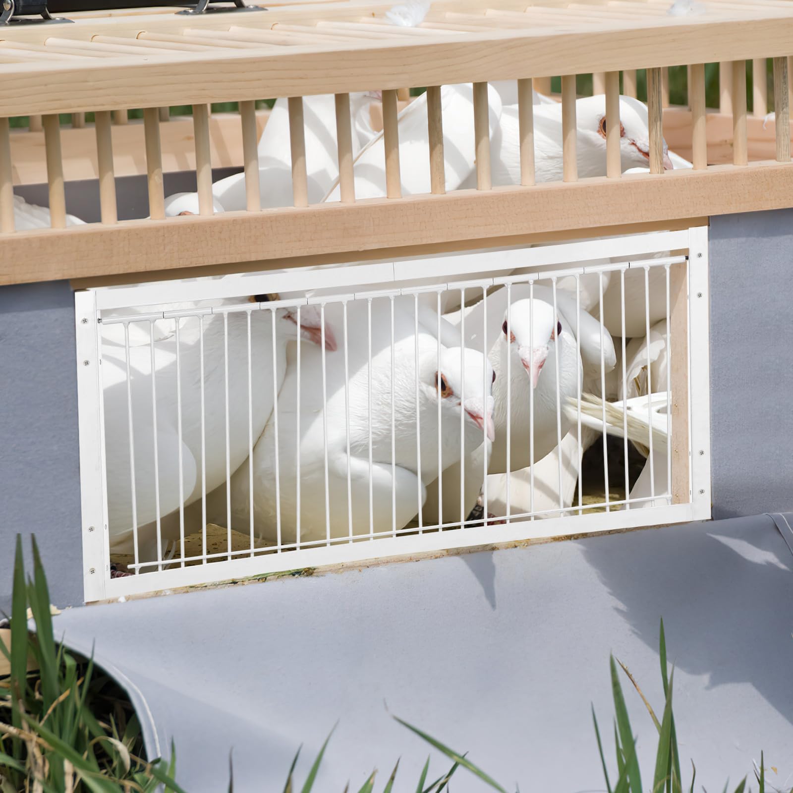 Puerta para Jaula de Aves de Hierro Blanco Forma en T Que Previene Escapes y Robos para Entrenamiento y Carreras de Pájaros