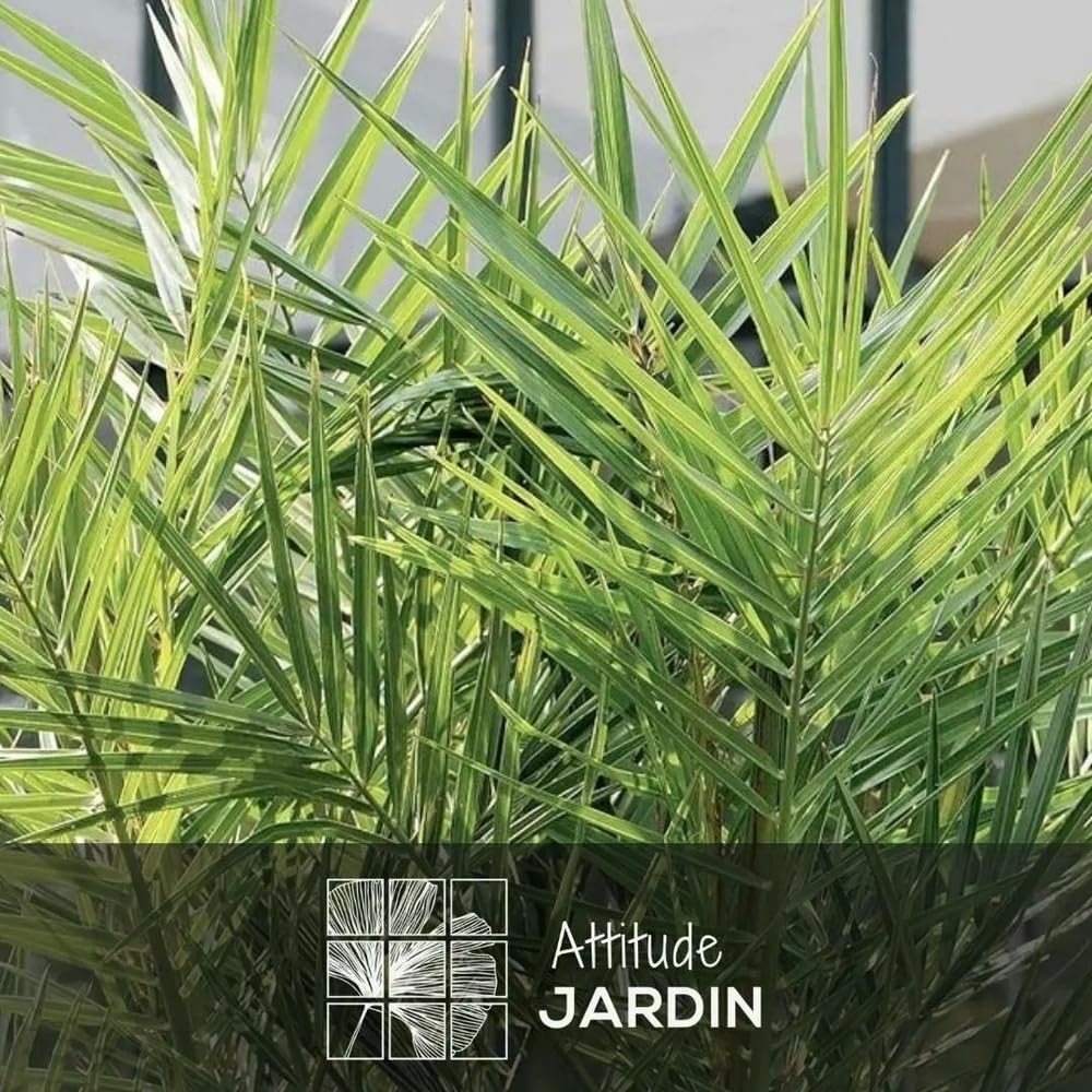 Attitude Jardin - Phoenix canariensis - palmier - 90-100 cm - ⌀ 18 cm - plante d'extérieur