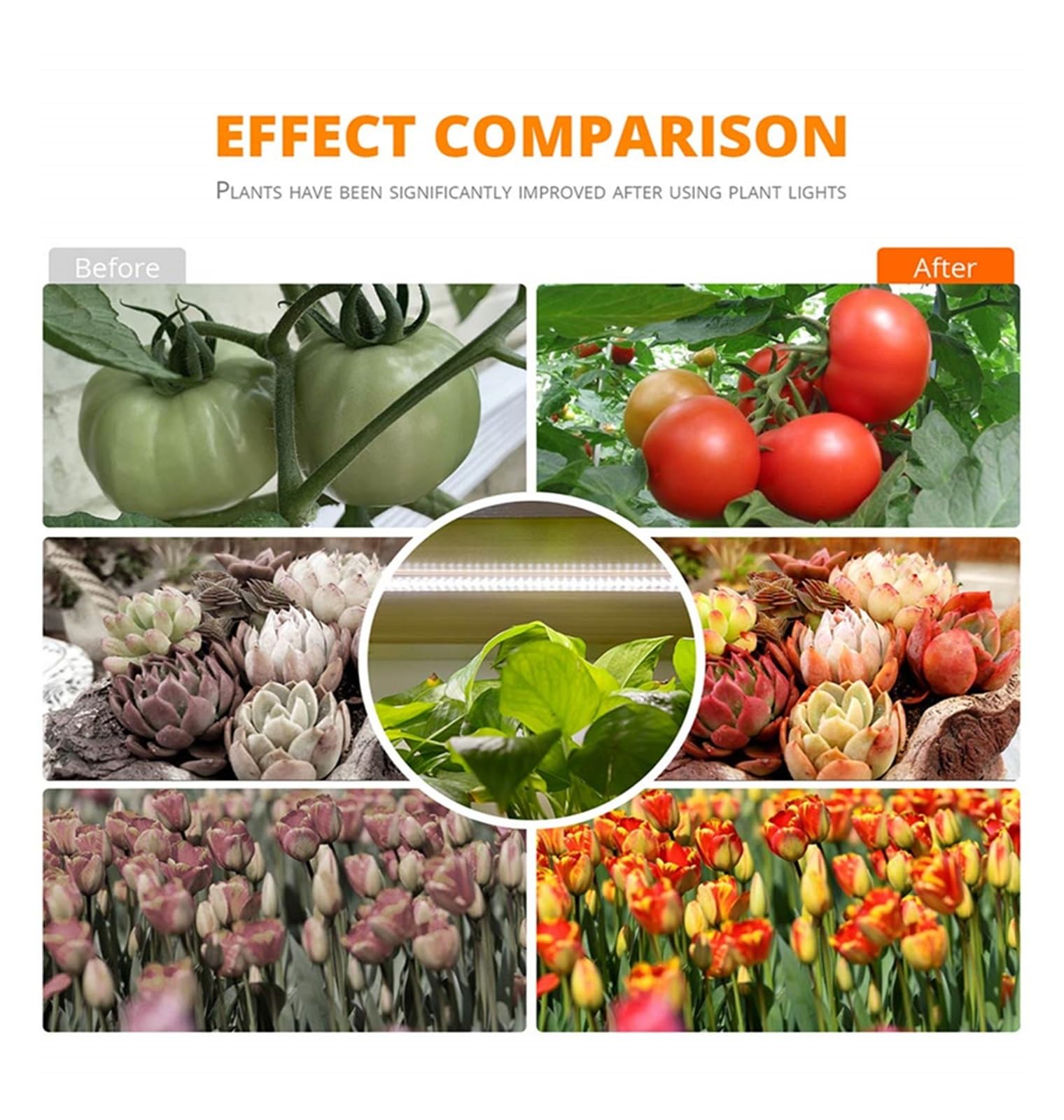 Lámpara de cultivo, Temporizador de lámpara Phyto de luz Led regulable for interiores con Kits hidropónicos de potencia lámpara de espectro completo for plantas lámpara de cultivo interior(Three)