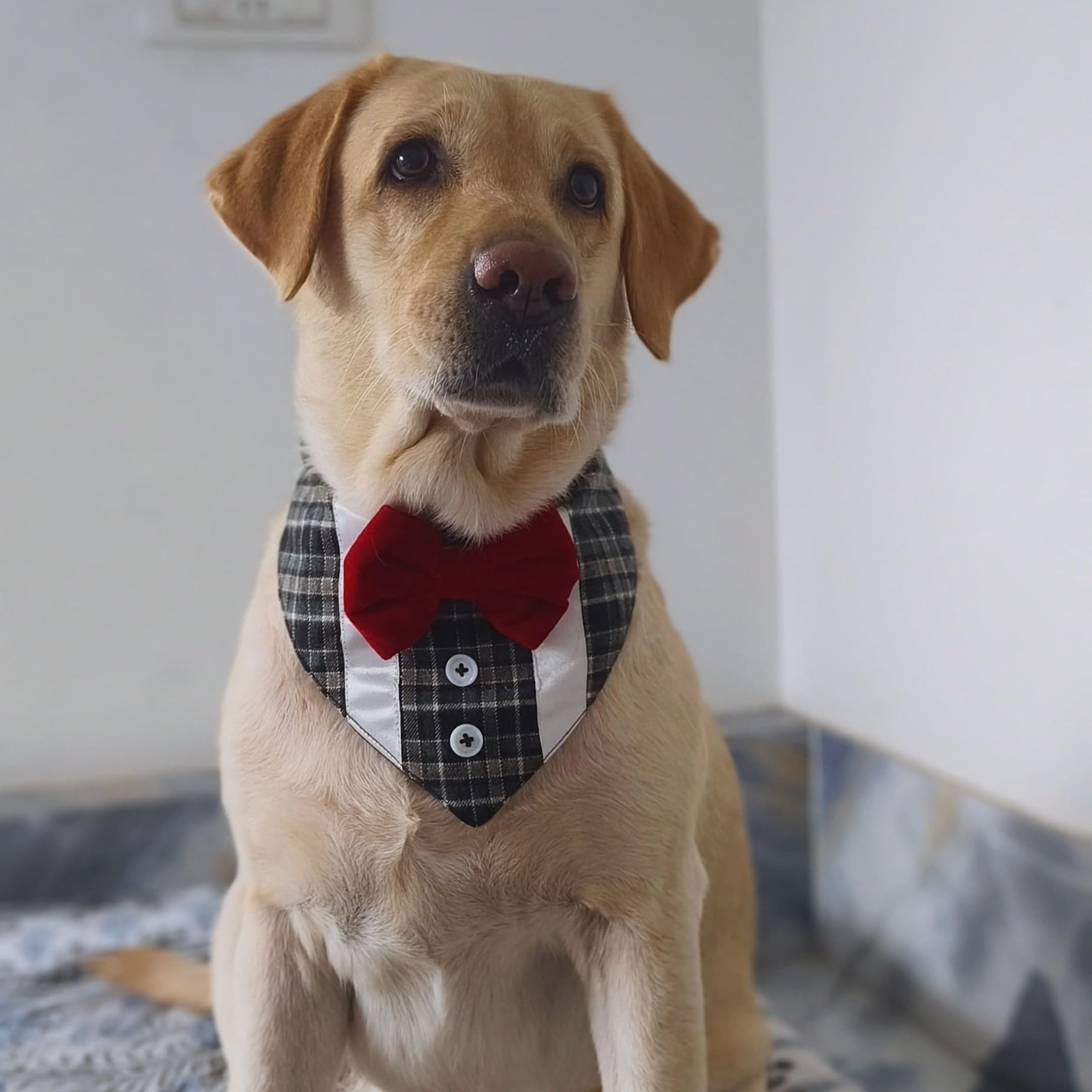 All For Fur Dog Tuxedo Bandana | Adjustable Velcro Closure | Luxury Dog Accessories | Tux Bandana with Bow Tie for Medium (M) Dogs | Black & White Tux (B0D12QC814) Amazon Price History, Amazon Price Tracker