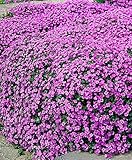 Pink ROCK SOAPWORT Saponaria Ocymoides Flower Seeds, Great Groundcover(5000)