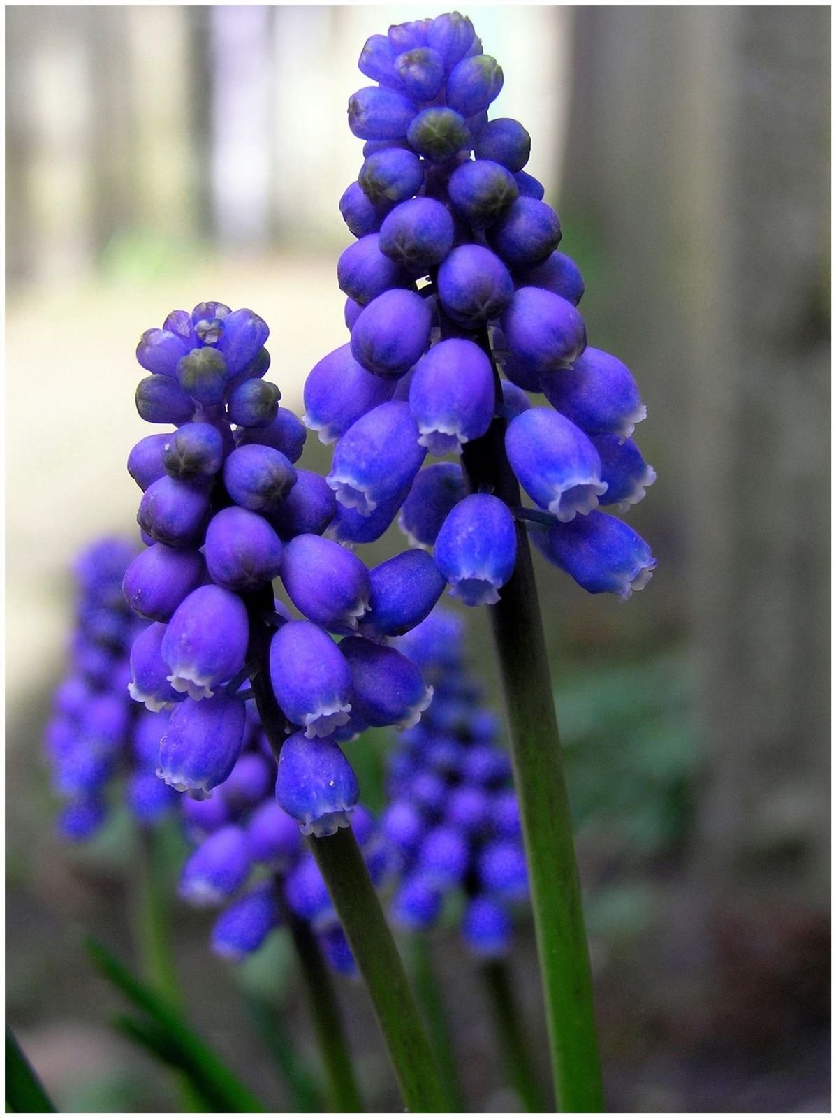 ARMENIACUM GRAPE HYACINTH BULBS-image-24