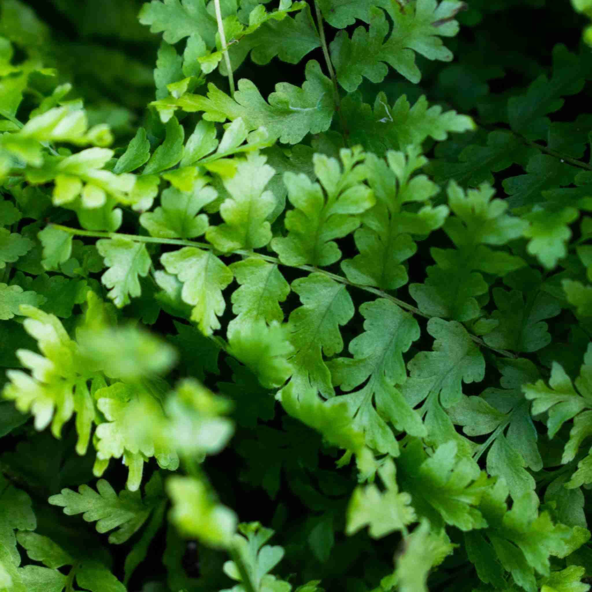 Sybotanica Terriccio felci 20 L, substrato di cocco senza torba