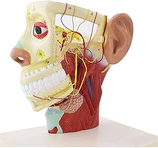 Study Model Skeleton Human Head Model Human Anaical Half Head Face Anay Brain Neck Median Section Model Nerve Blood Vessel for Studying Teaching Model,A (Color : A) SaiFei