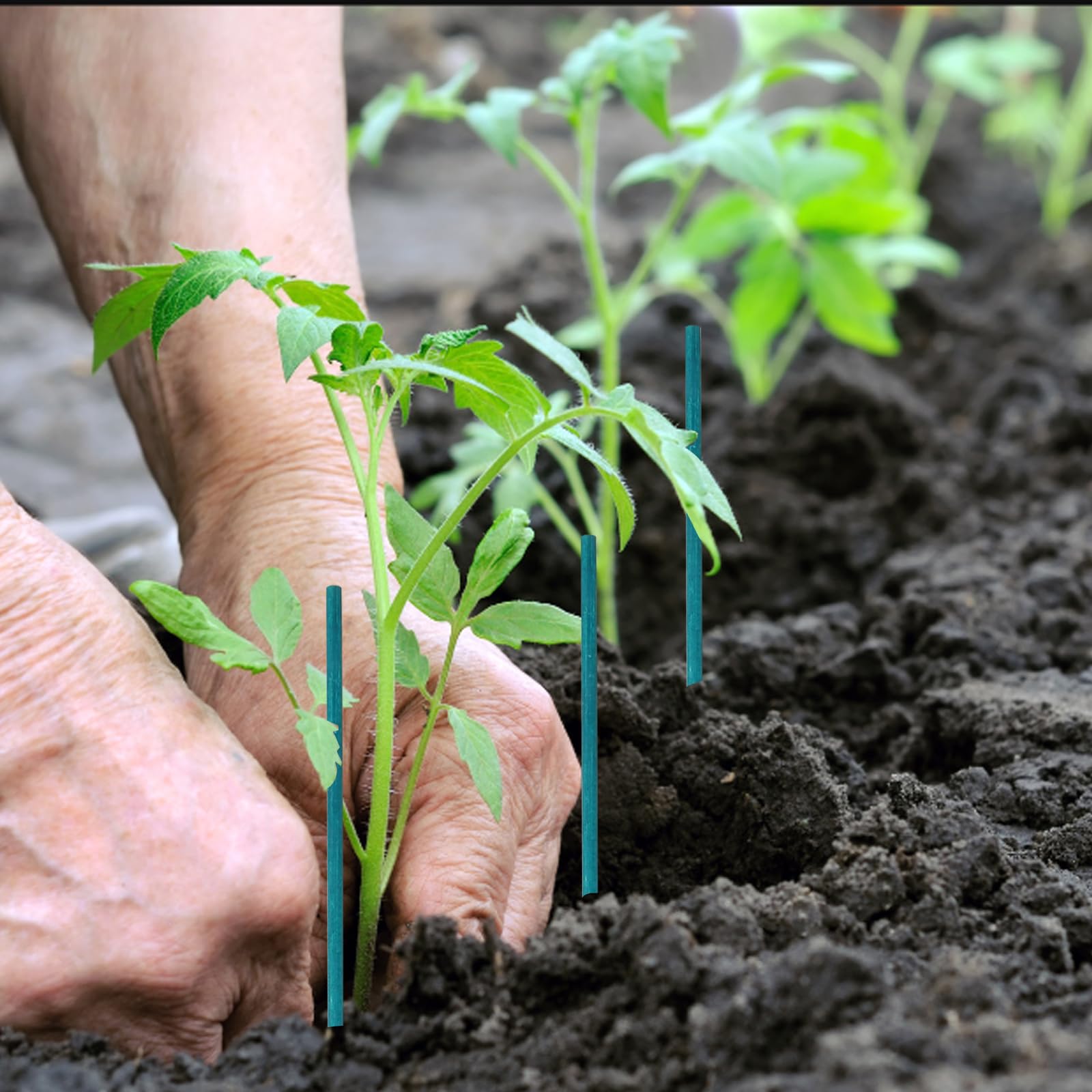 Bastoncini Per Piante In Legno | Confronta Prezzi - Foto 7