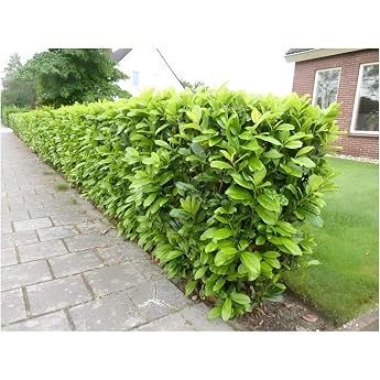 Perennials aisles 10 x Prunus laurocerasus Novita cherry laurel hardy