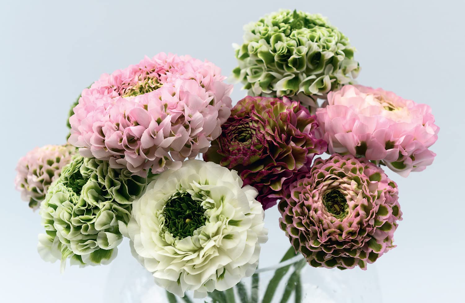 Ranunculus: The ultimate flower guide for growing, flowering and cutting varieties for the home and gardening