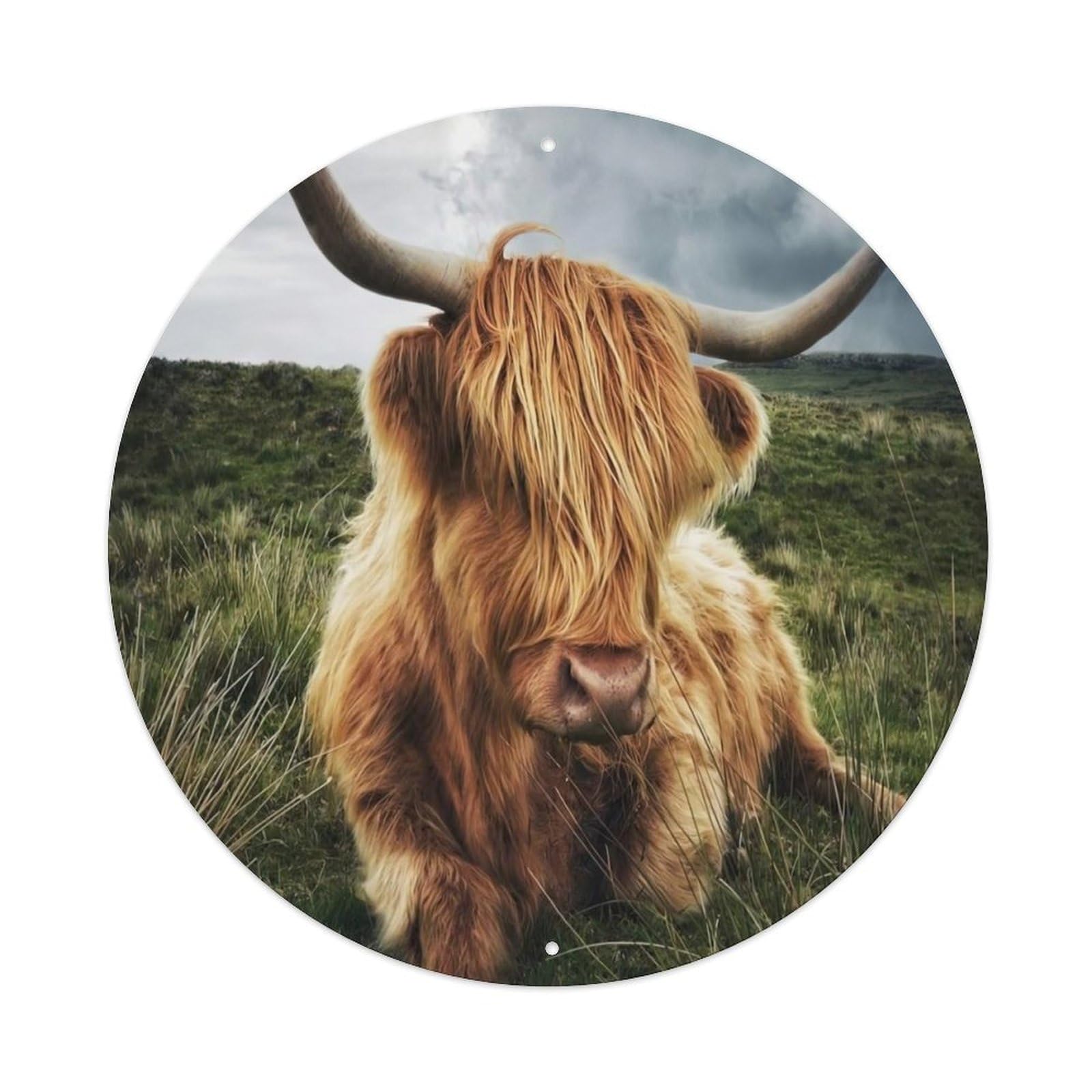 Animal Artwork Highland Cattle on The Meadow Vintage Metal Tin Sign Plaque Wall Decor for Cafe, Club Bar, Office, Garden Metal Poster 8x8Inch