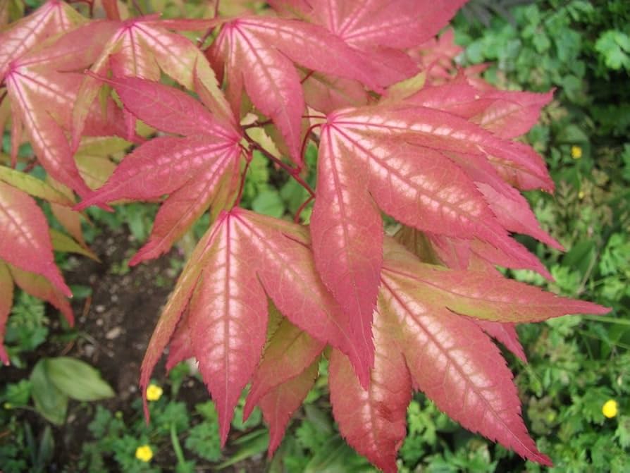 Amazon.com : Grandma Ghost Japanese Maple 3 - Year Live