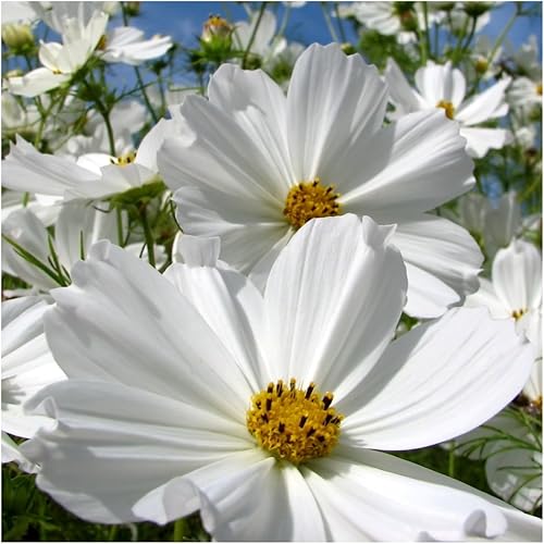 Miniatura 3 de Seed Needs, Purity Cosmos Seeds - 400 semillas tradicionales para plantar Cosmos bipinnatus - Flores blancas, atrae mariposas y polinizadores