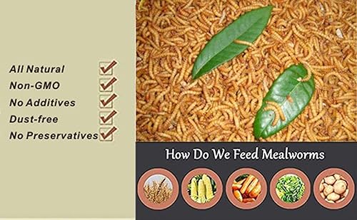 Miniatura 8 de Gusanos de harina secos sin OMG de 22 libras, 100% natural, tamaño grande, sin humedad, gusanos de harina para pollos, pájaros, erizo, hámster,