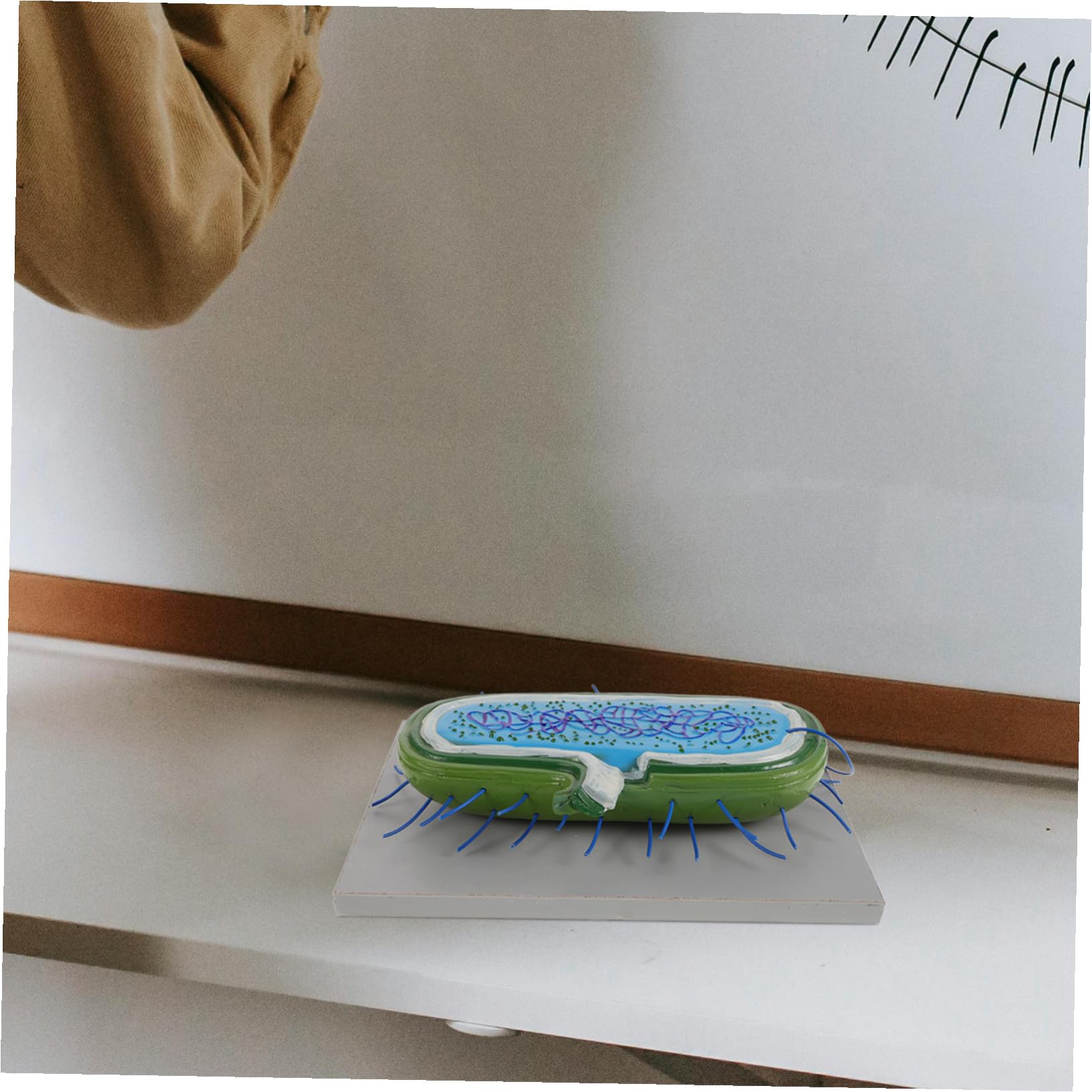 Modelli Didattici di Microbiologia in Pvc per Studenti Struttura Realistica e Design Estetico, Sussidi Didattici per L'insegnamento e Divulgazione Scientifica