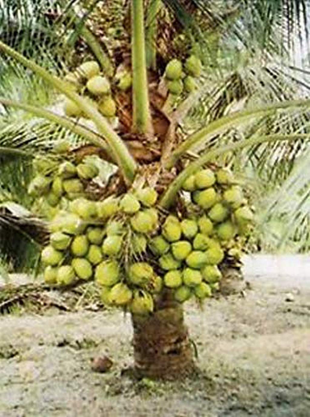 Creative Farmer Live Plant High Yield Hybrid Rare Coconut - Dwarf Kerala Tree Home Garden (1 Live Palm Tree) (PLANT-26-COCONUT1210ll@) (B08P5RNWKQ) Amazon Price History, Amazon Price Tracker
