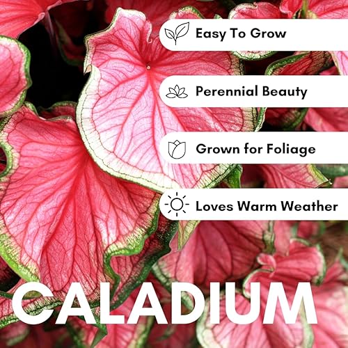 Miniatura 7 de Bulbos de Caladium Pink Princess para Plantar - Hojas Manchadas Hermosas Destacan - Hosta Perenne, Orejas de Elefante, Elegantes (6 Bulbos)