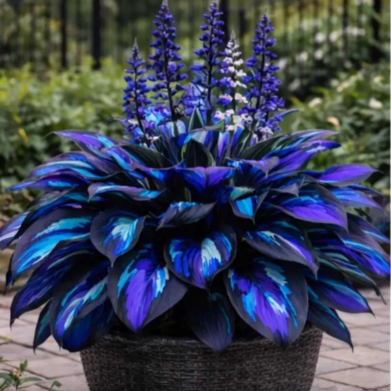 Hosta Bulbs for Planting, Excellent Display,Hosta Mix,Perennial Garden Borders & Containers-6 Bulbs-A