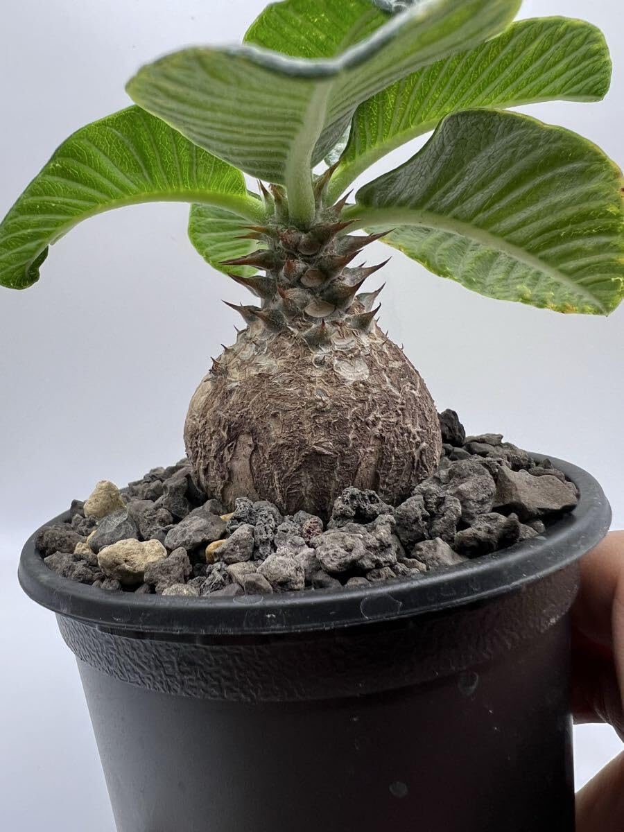 パキポディウム ウィンゾリー 良型 実生 コーデックス 塊根植物 パキポディウム ウィンゾリー 実生 良型 塊根植物 コーデックス
