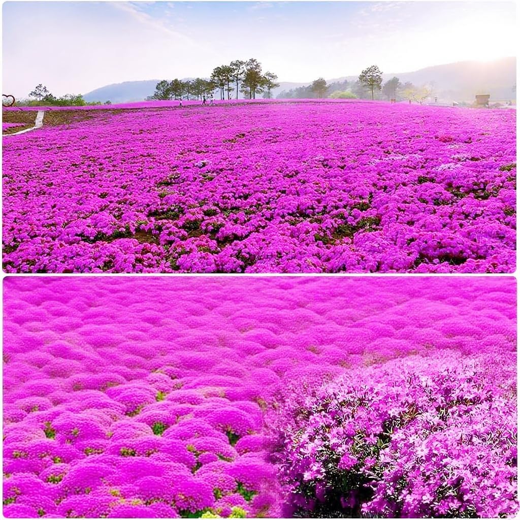 15000+ Creeping Thyme Seeds for Planting Outdoor-Perennial Magic Carpet Ground Cover Herb Plant in Your Home Garden Backyard Non-GMO
