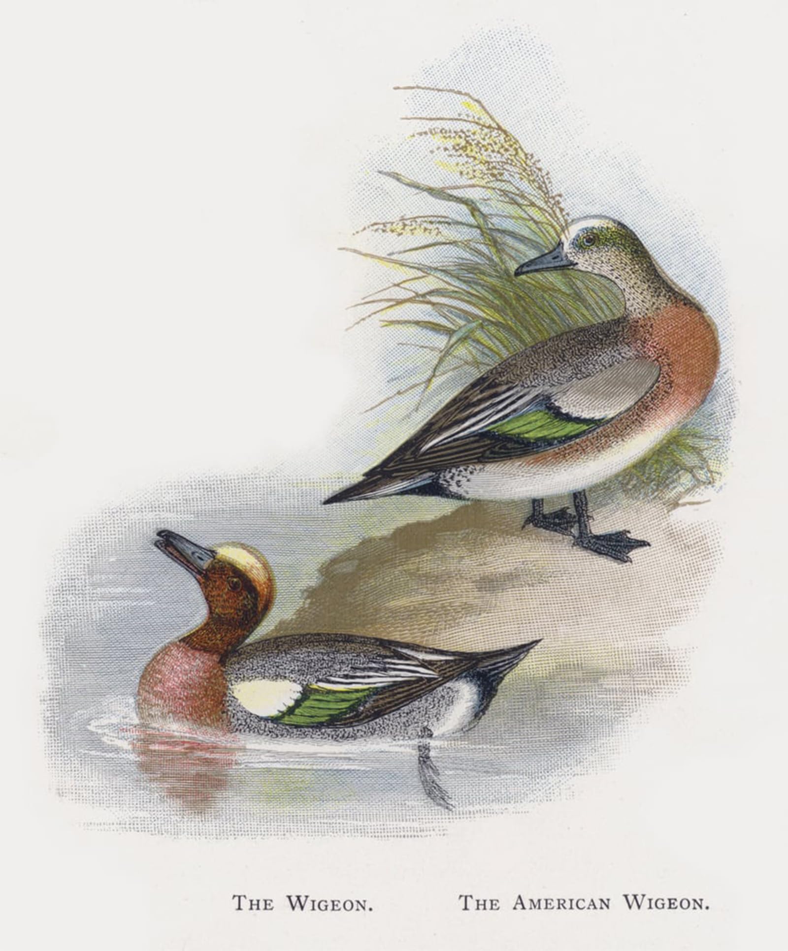 POSTERIIk Famous Animal Posters Vintage Picture the Wigeon the Wigeon by Alexander Lydon Modern Wall Decor for Home Decor 60x90cm