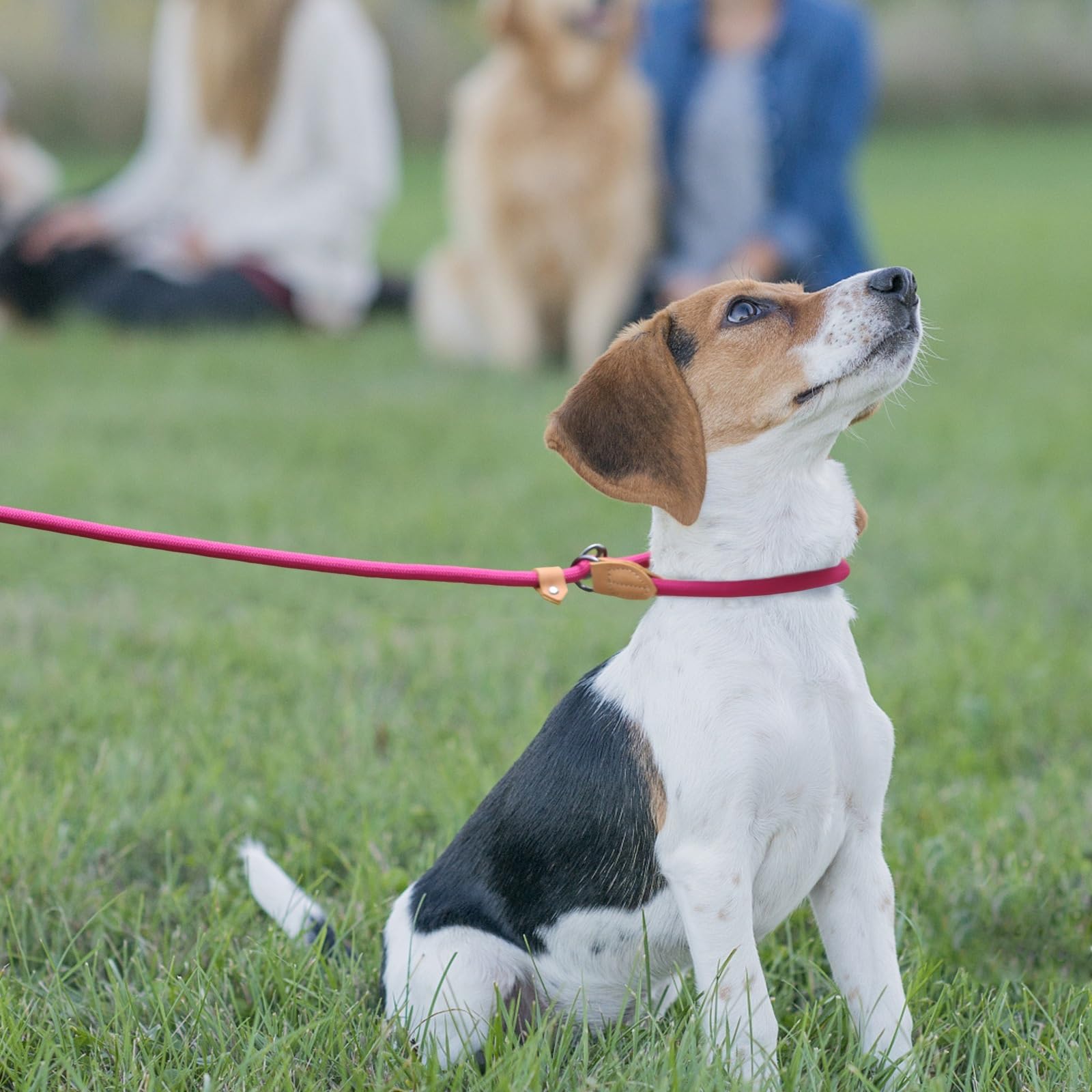 Laisse multifonctionnelle réglable en Forme de P for Chien, chaîne de Taille, Corde de Traction for la Course, la Marche, laisses Mains Libres pour Ceinture, Running(Brown,300CM)