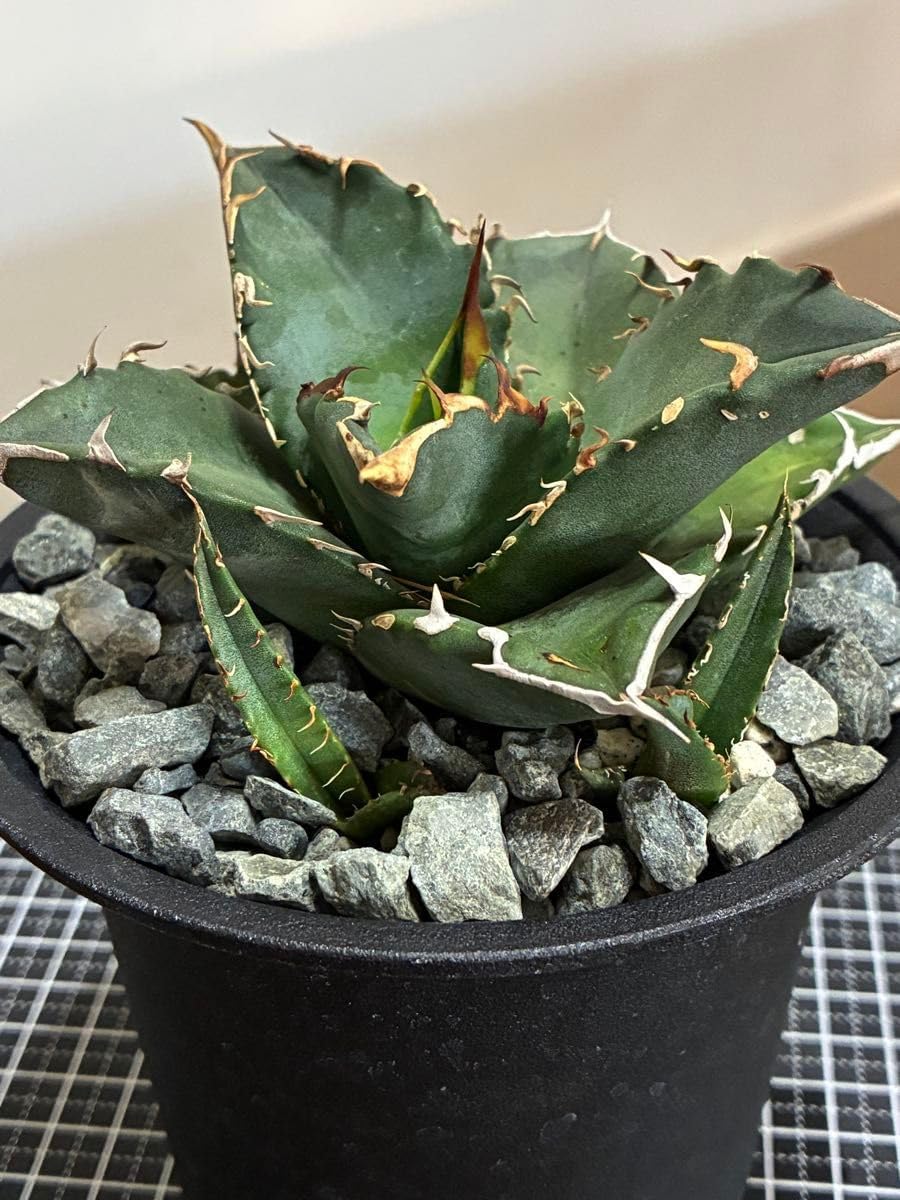 狂刺夕映 アガベチタノタ 鉢植え 現物】アガベ チタノタ オテロイ 狂刺
