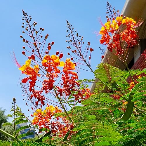 5 semillas de ave mexicana roja del paraíso, flor de pavo real, orgullo de Barbados, Flos Pavonis, semillas de poinciana enana - Atrae polinizadores