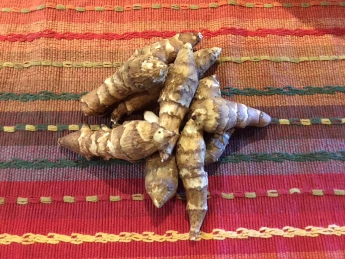 Sunchoke Tubers, aka Jerusalem Artichokes, Grown Using Non
