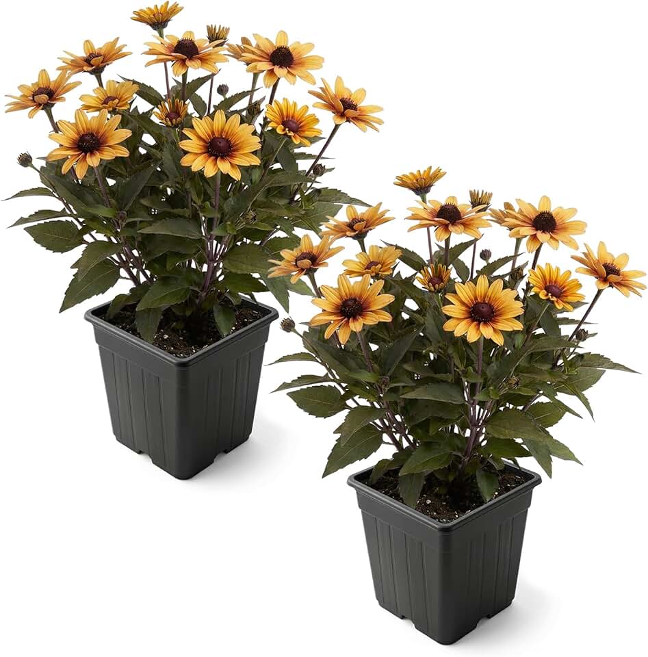 Live Heliopsis 2-Pack – Sole Scuro Yellow – Sun Perennial, Pollinator Friendly, 10” Tall, 1 Qt Pot